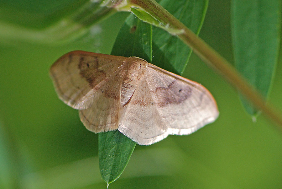 Notturna da ID: - Idaea degeneraria